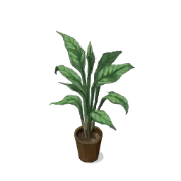 Cast Iron Plant