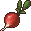 Radish