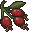 Rose Hips
