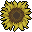 Sunflower Head