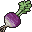 Turnip
